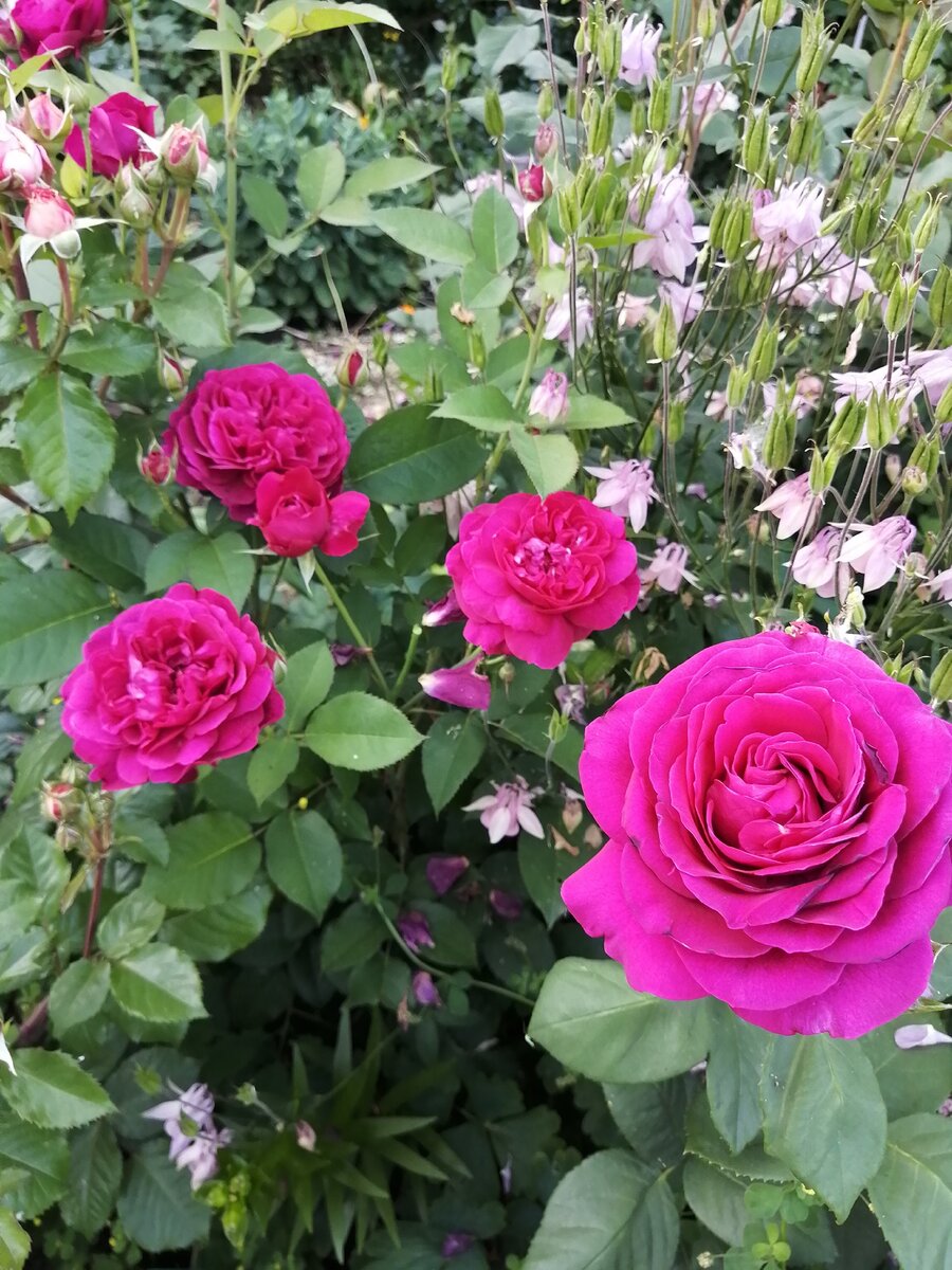 Rosa (роза) Darcey Bussell Окс