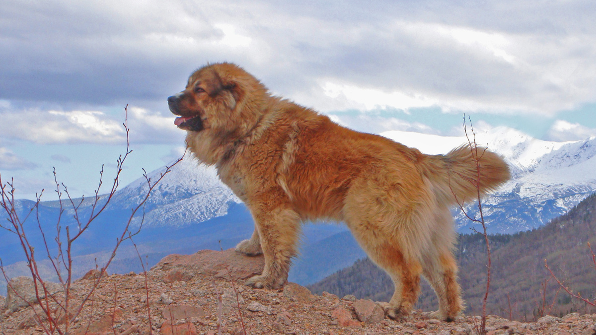 https://www.zastavki.com/pictures/1920x1080/2013/Animals___Dogs_Caucasian_Shepherd_in_the_hills_047949_23.jpg
