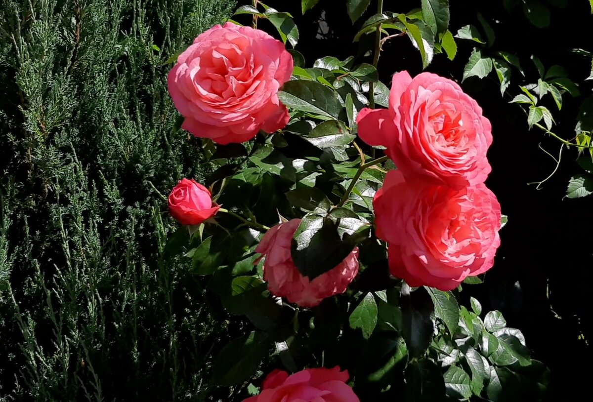 102 РОЗЫ в саду 🌹. Розанна. Шраб. Моя "Птица Феникс". | Цветочница ...