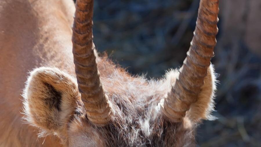 Рога сайгака.