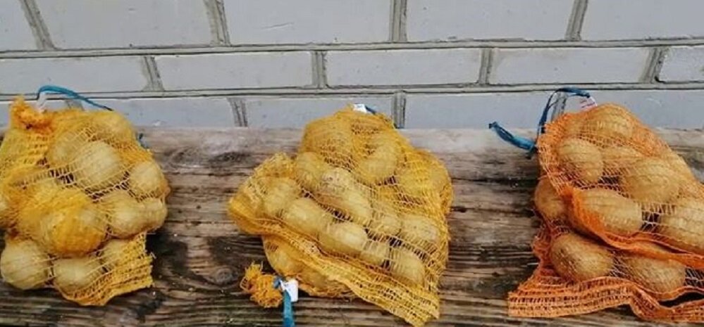 Семена картофеля
