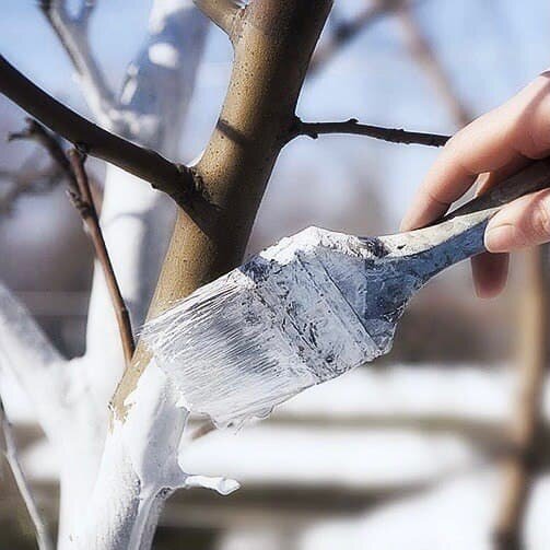 Солнечный удар бывает не только у человека. Солнечные ожоги растений☀️