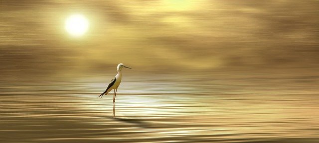 Изображение Selling of my photos with StockAgencies is not permitted с сайта Pixabay  