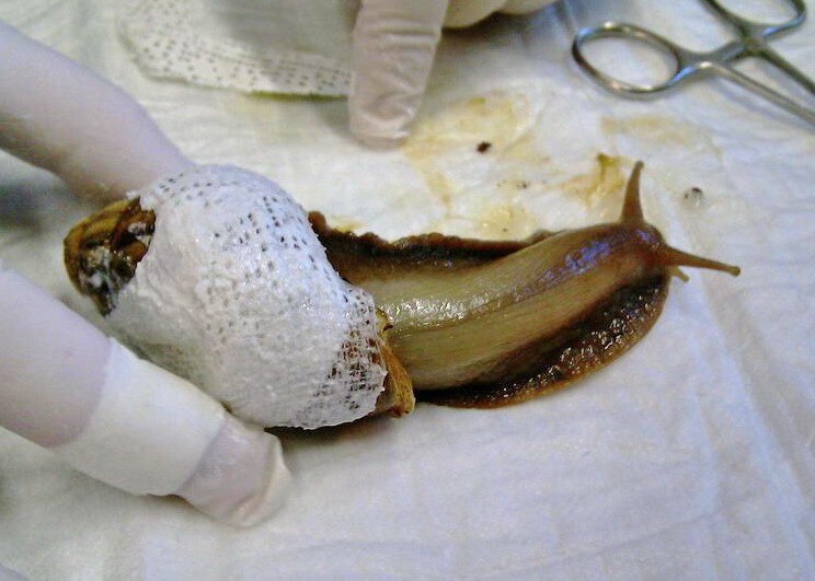 Саша у ветеренара 