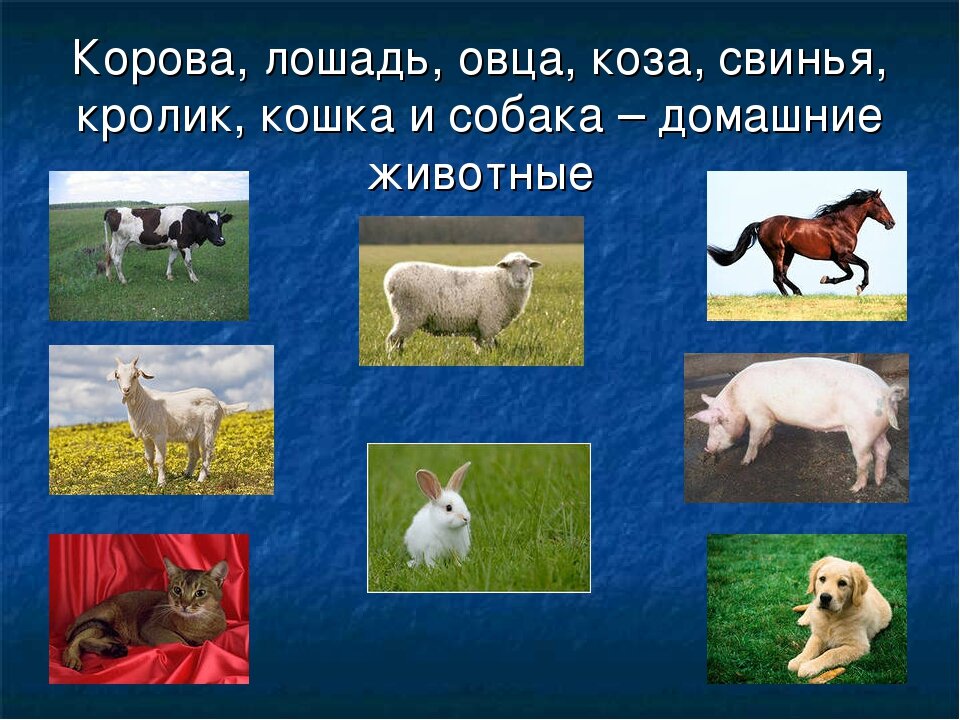 Домашние животные конспект 2 класс. Домашние животные корова. Домашние животные корова коза. Кошка..собака..корова..коза..свинья..лошадь..овца. Коровы овцы козы.