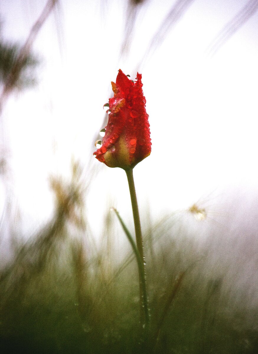 Весення нежность, - фотографии КРАСИВЕЙШИХ диких тюльпанов