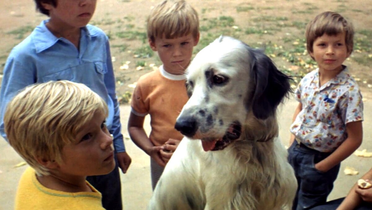 Белый Бим (Стиф). Кадр из фильма