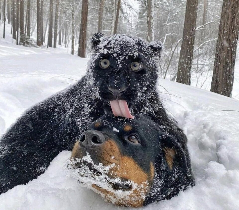 Луна и Венза на прогулке в зимнем лесу 