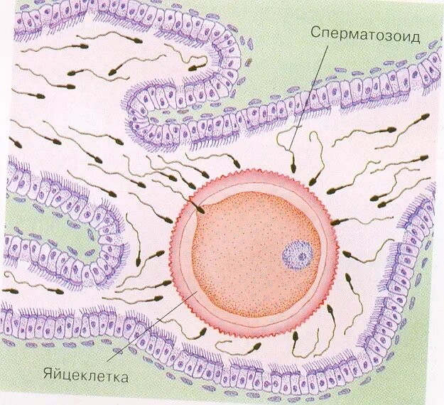 Сколько сперматозоид добирается до яйцеклетки: от эякуляции до оплодотворения