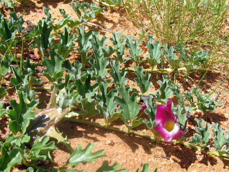 Ура! Расцвёл!