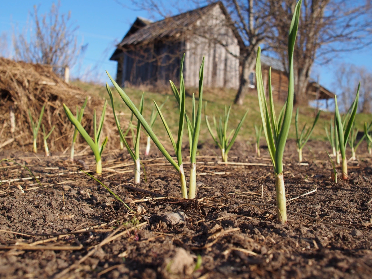 Чесночок моей тёти - Любы Печкарёвой в деревне Великая, май 2019 года