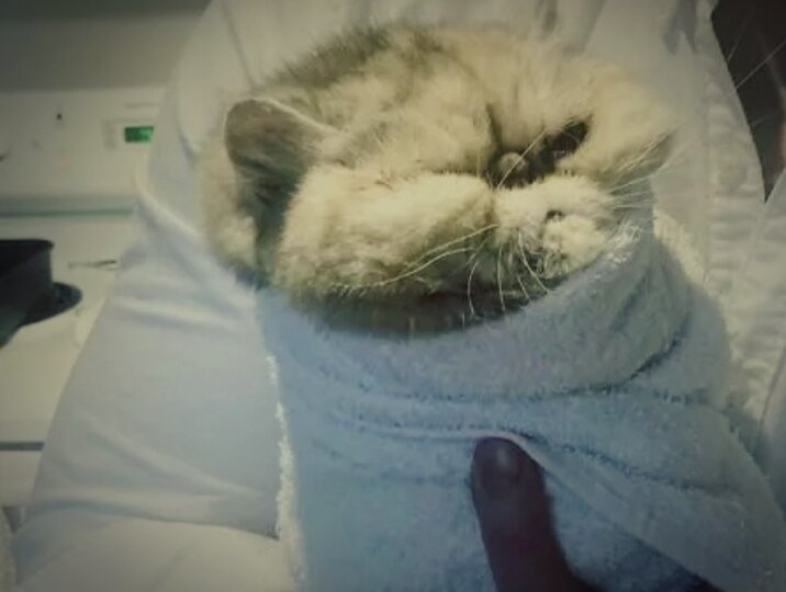 Вылезу, мало не покажется