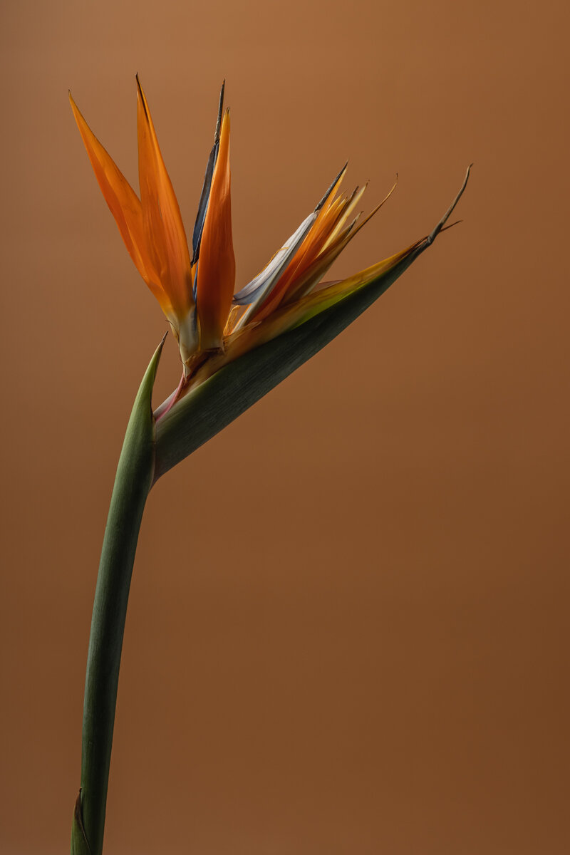  Photo by Anna Pyshniuk from Pexels
