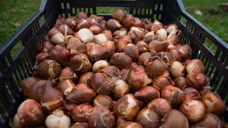 Фото луковицы тюльпанов. Готовим луковицы к осенней посадке.