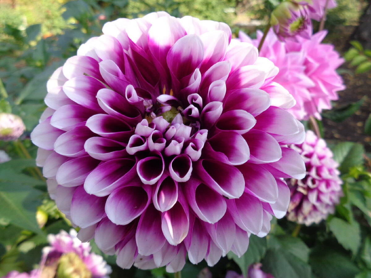 Пёстрый, как кукушонок