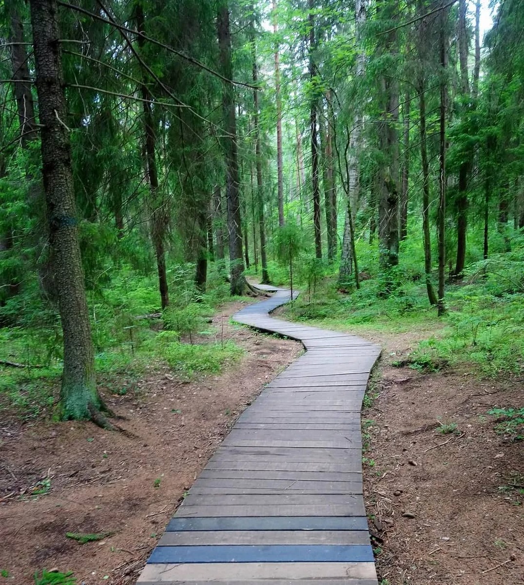 Красоты Комаровского берега