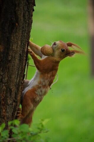 Классные зверюшки!