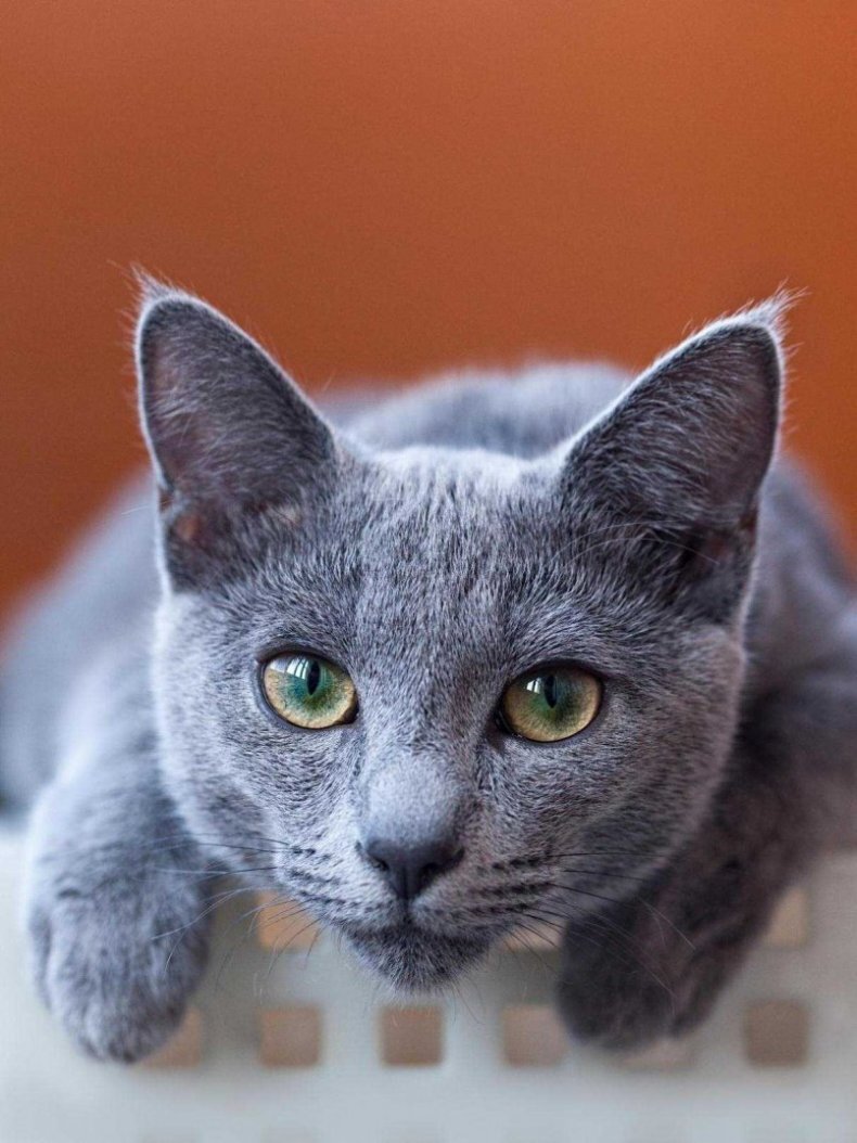 Порода кошек серого окраса. Сибирский голубая кошка короткошерстная. Серая кошка порода Корат. Кот породы русская голубая. Среднерусская голубая кошка.