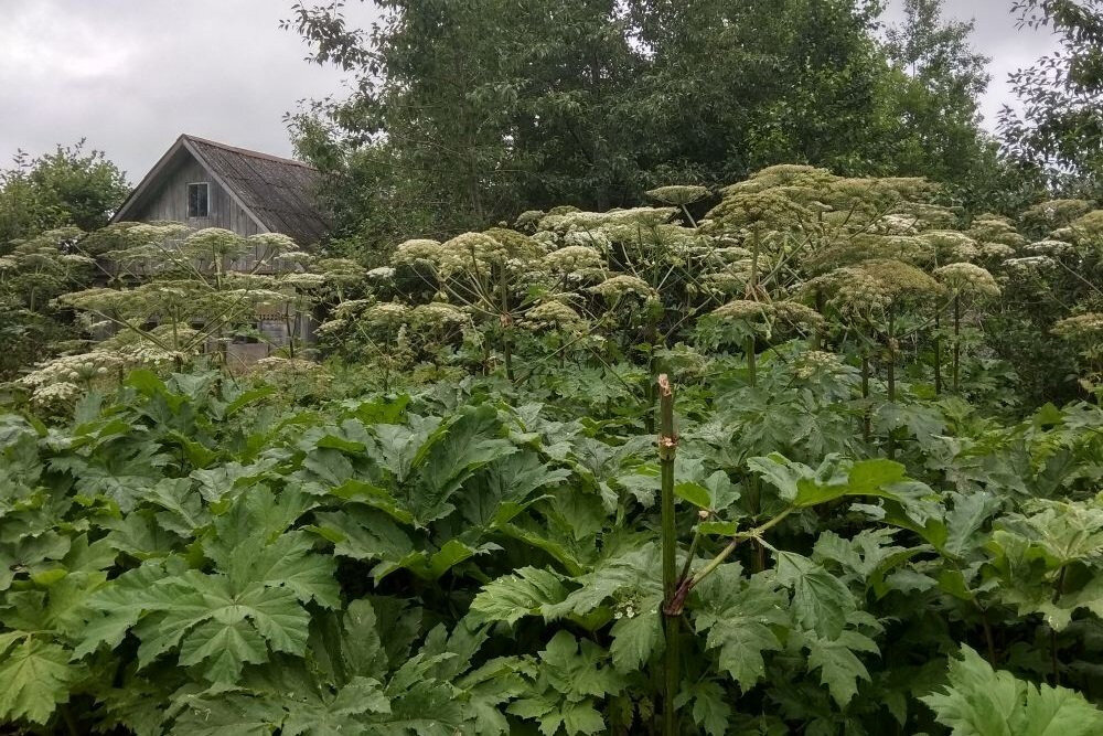 Фото: snezhinka.7bb.ru