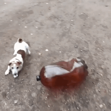 собака с обезвреженной кегой