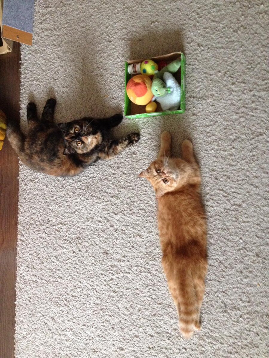 Цыпа и Пёся никогда не ссорятся