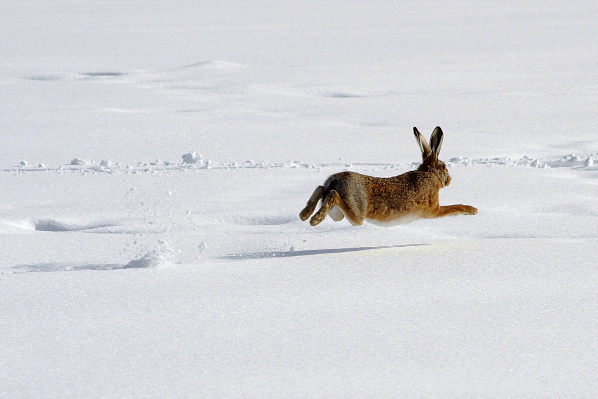 Как зимует заяц: где устраивает лежки и ищет питание