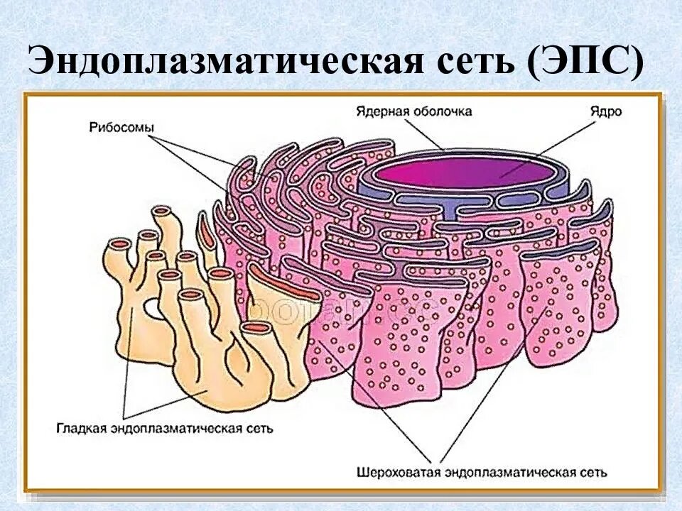 Канал эндоплазматической сети. Гладкая и шероховатая ЭПС. Эндоплазматический ретикулум строение. Эндоплазматическая сеть рисунок. Шероховатая эндоплазматическая сеть рисунок.