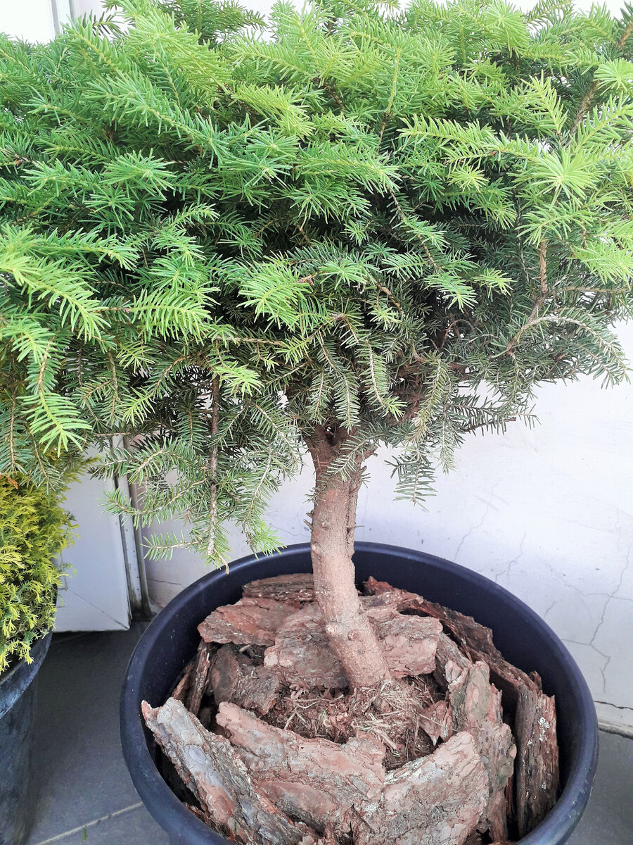 Не удержалась и купила...  производитель вроде свой...