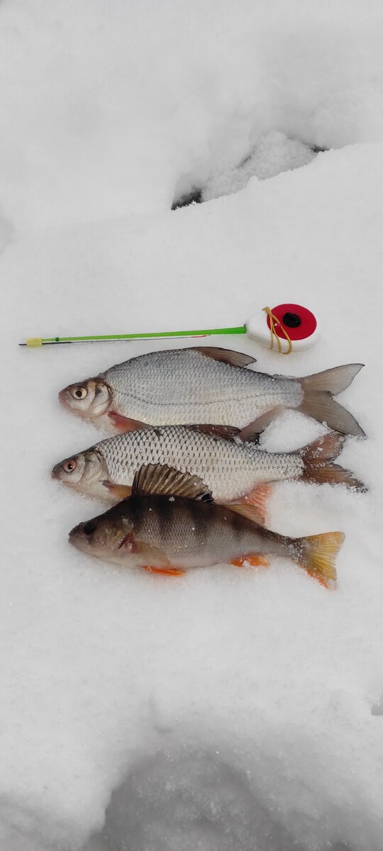 Достойные соперники на леске 0.1