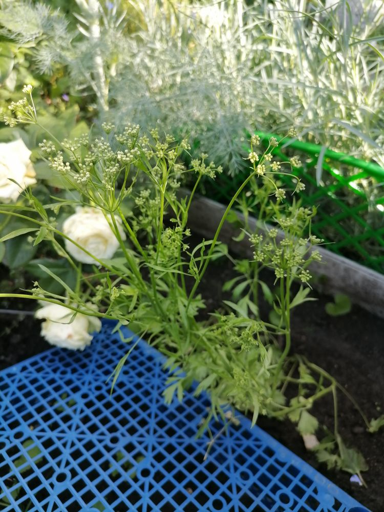 Розы и анис, подпертый ящиком, фото автора