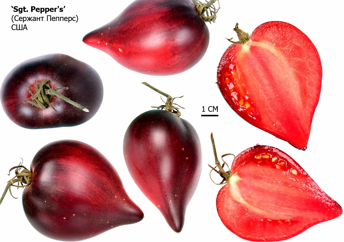 Помидоры сержант. Сержант Пеппер томат. Томат сержант Пеппер бронзовый. Сержант Пеппер томат описание. Томат сержант Пеппер семена.