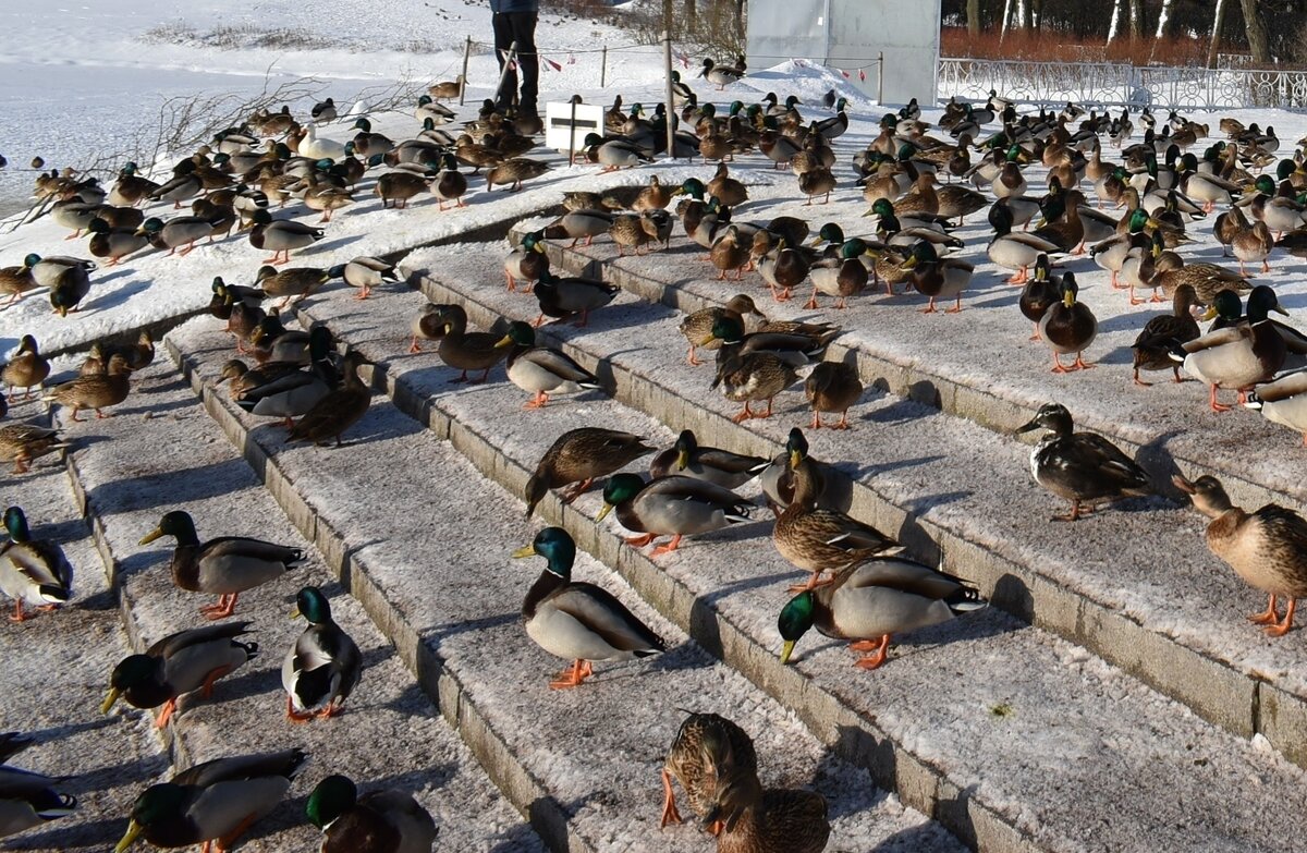 🔸 Дикие, но ручные!