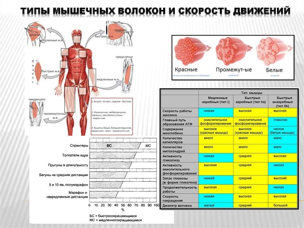 Белые мышечные волокна. Различают несколько типов мышечных волокон. Сравнительная таблица двух типов мышечных волокон. Первый Тип мышечных волокон. Характеристика второго типа (белых) мышечных волокон.