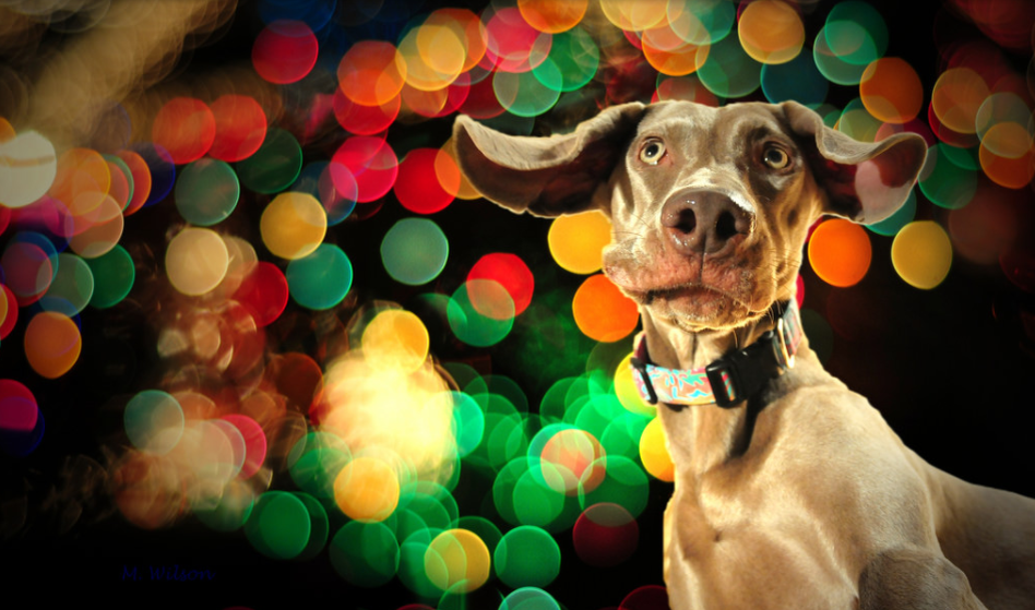 flickr.com / kia's r kid