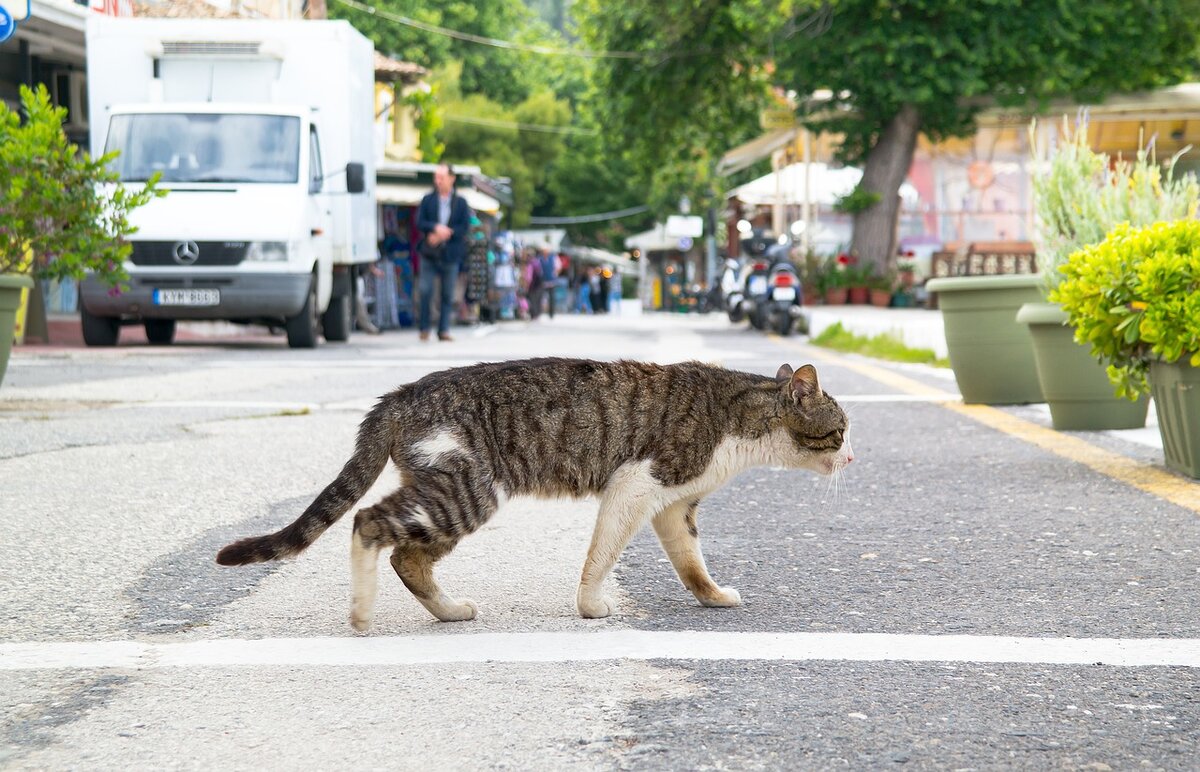 Кошка ездит. Кот идет на улице. Кошка ходит. Домашняя кошка идет. Обычных кошек которые на улице.