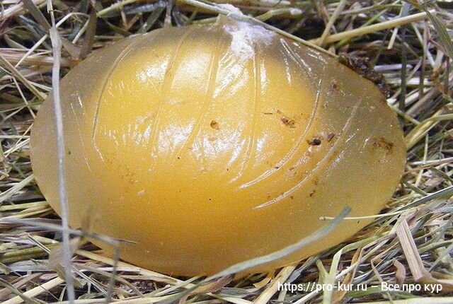Добрый день. Почему куры несут яйца без скорлупы? Случается, что куры начинают откладывать яйца, похожие на мягкие надувные шарики, так как в них отсутствует наружный прочный слой.
