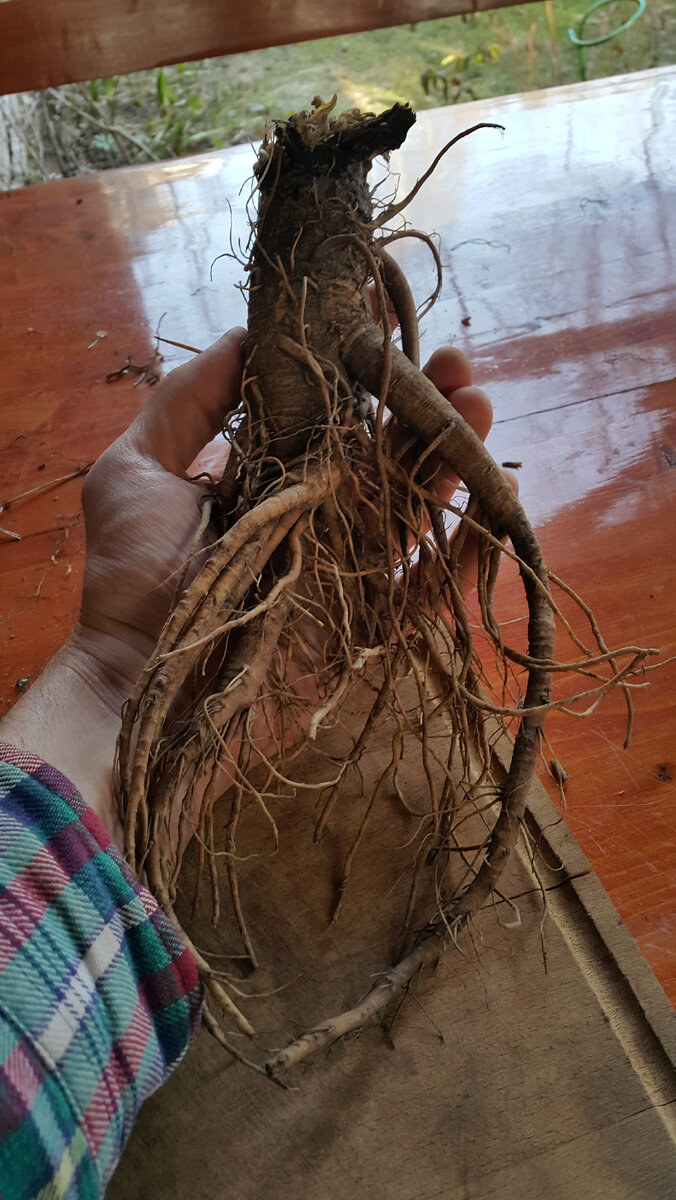 Корень лопуха. Прямо родной брат знаменитого дальневосточного "всецелителя"!