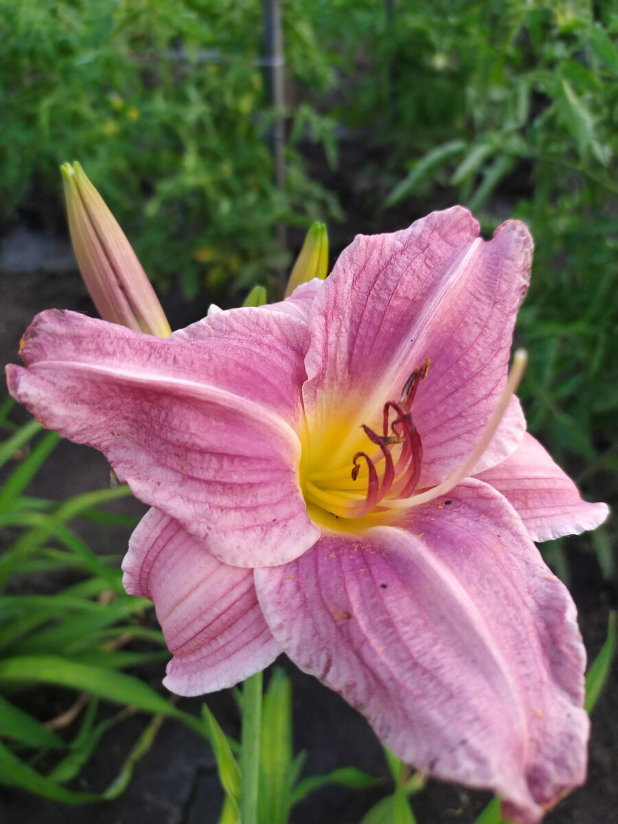 А мы все движемся к даче мечты и приступили к наведению красоты. После дорожек из щебенки, мы замахнулись на основную бетонную дорожку. По краю рассадили лилейники.