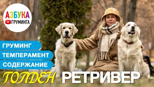 Голден Ретривер. Груминг, уход, выбор щенка