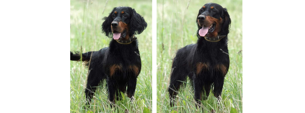 Мой первый сеттер-гордон – Дола