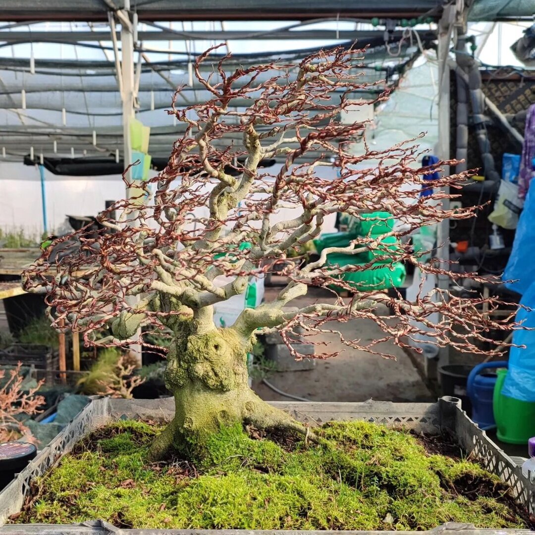 Бонсай в разгоночном контейнере.