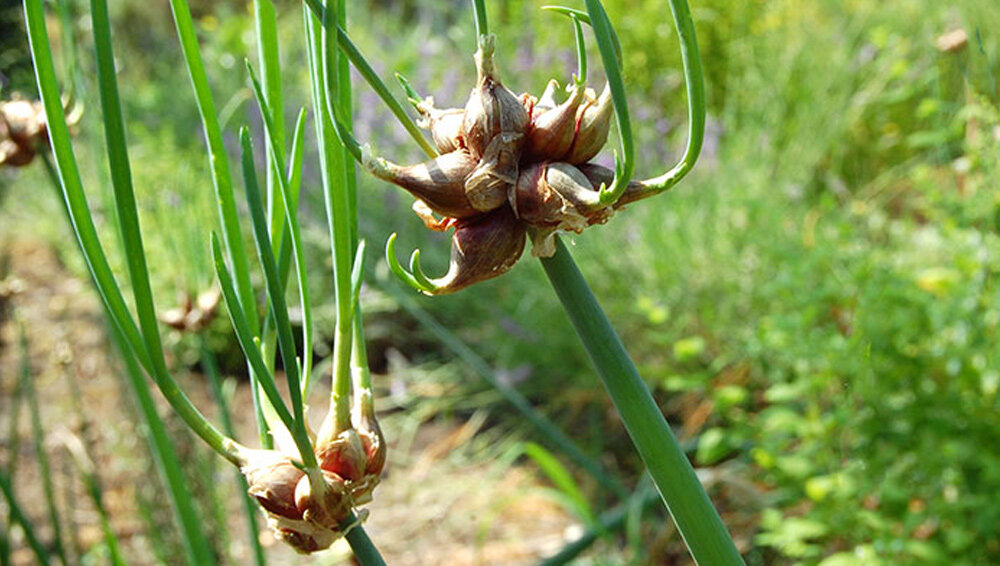 лук порей на грядке. лук шнитт (лук скорода). лук пырей порей. лук севок на грядке. лук выращивание уход.