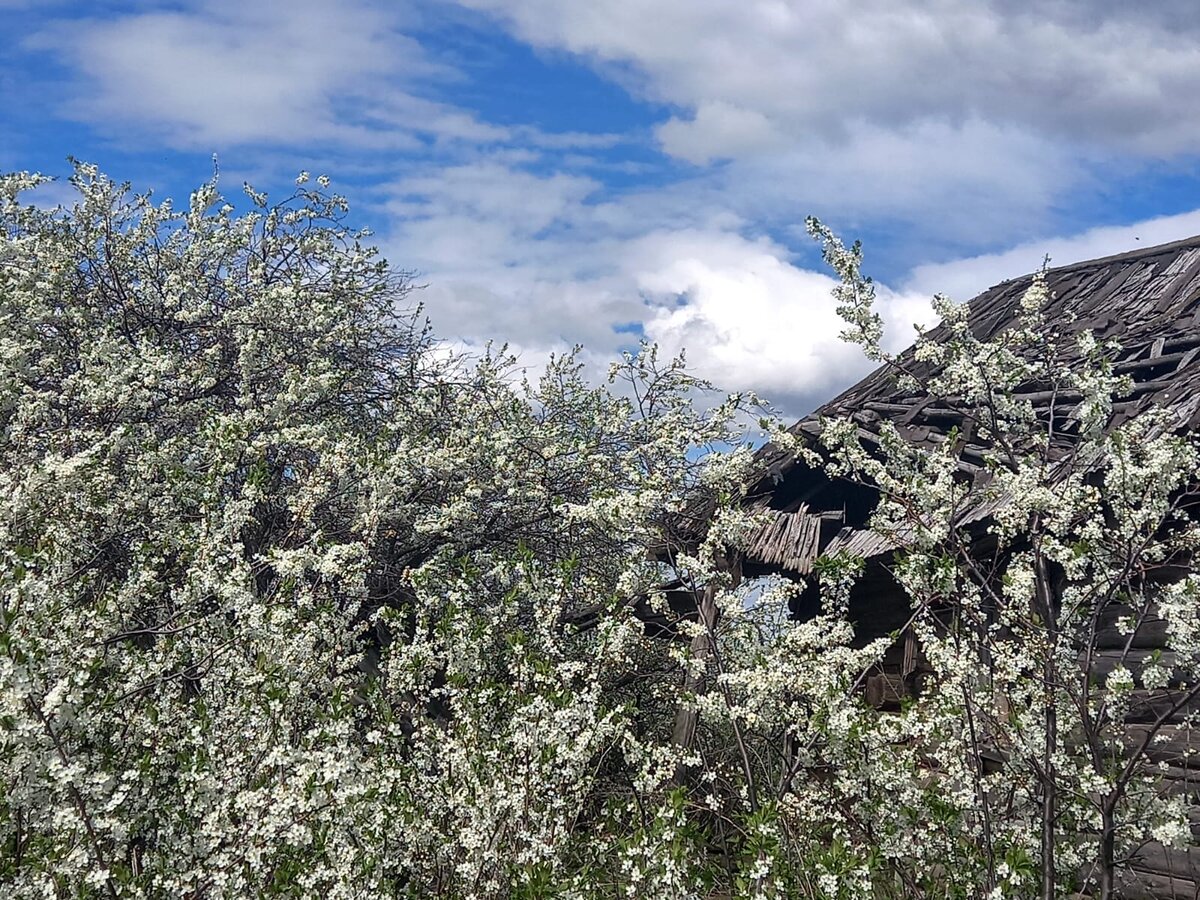 Деревенская природа - источник вдохновения для поэтов и художников