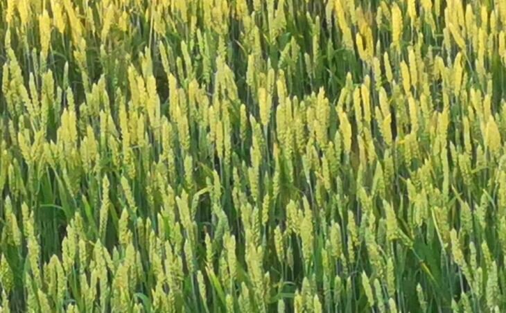    Syngenta планирует стать главным игроком на рынке семян пшеницы в Южной Африке