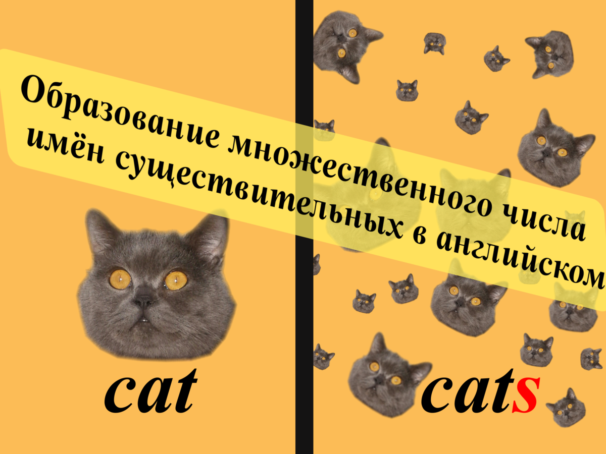 Множественное число имен существительных в английском: правила и исключения  из них | English Cats | Дзен