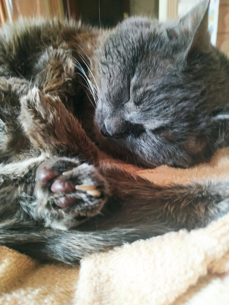 Мой психоаналитик