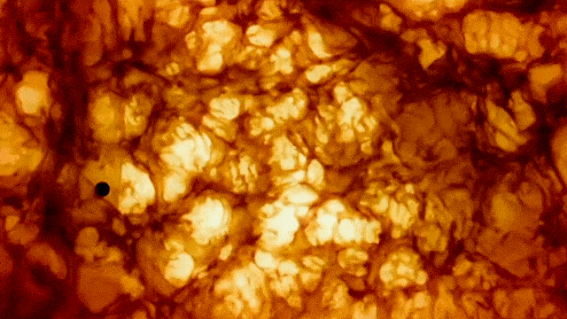 Источник: https://okko.tv/movie/the-tree-of-life?utm_medium=referral&utm_source=yandex_search&utm_campaign=new_search_feed . Фильм: «Древо жизни», 2010 год, режиссер Терренс Малик.  