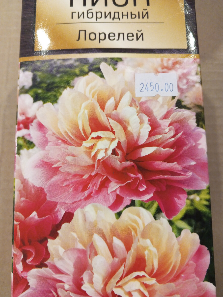 Пион гибридный Лорелей