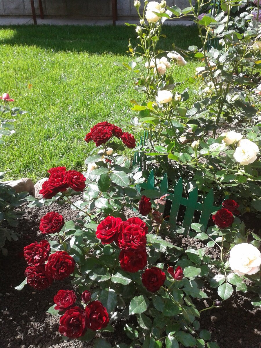 2. Сад 2015 год