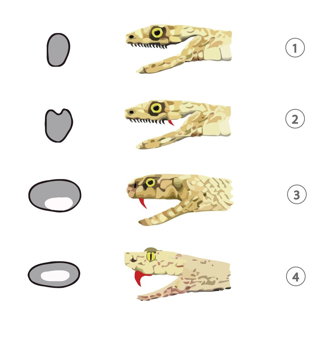 1 - аглифы, 2 - опистоглифы, 3 - протероглифы, 4 - соленоглифы